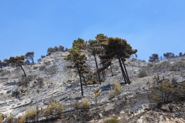 Ormanda ateş, ağaçlar, bitki örtüsü ve doğa