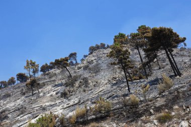 Dağlardan manzaralı ağaçlar.