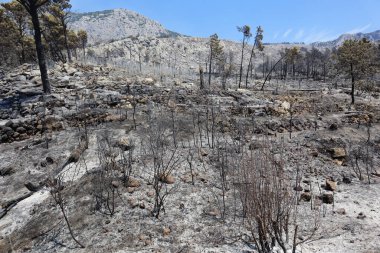 Kaliforniya 'da yangın ve orman