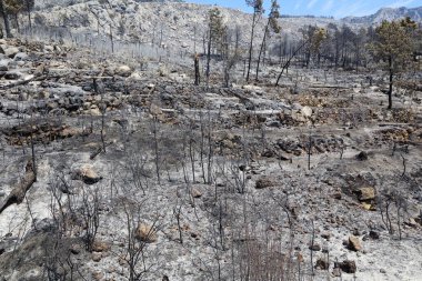 Yanmış ağaçlar ve ateş.