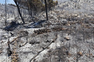 ateş ve ağaçlar, ateş ve orman