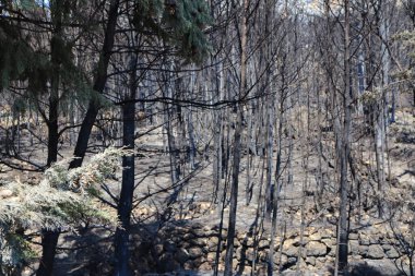 Ormanda yanmış ağaçlar