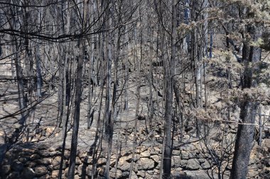 Ateşte yanmış ağaçlar.