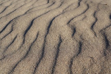 Kumun dokusunu. arkaplan.