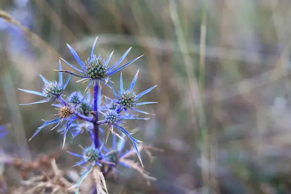 stock image close up of a flower