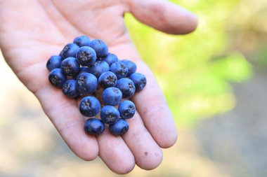 Taze mavi üzümler ellerinde