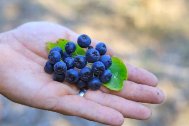 Yeşil yapraklardan oluşan bir arka planda el ele yaban mersini