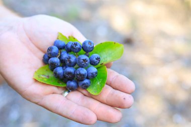 Ormanın arka planında olgunlaşmış yaban mersini topluyorum.