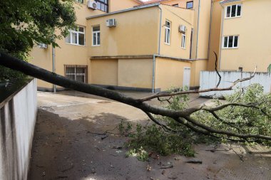 Şehirde devrilmiş ağaçlar