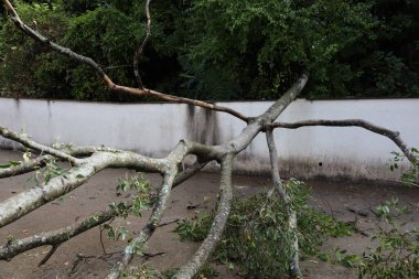 Ormandaki ağaç dalları