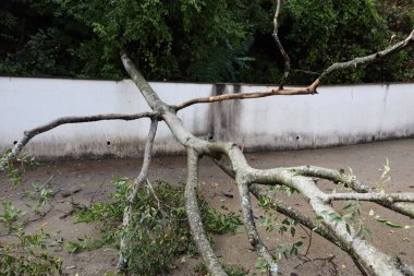 Bahçedeki ağaç kökleri