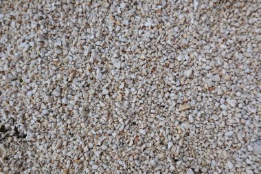 Kumun dokusu. Kum dokusu. arkaplan