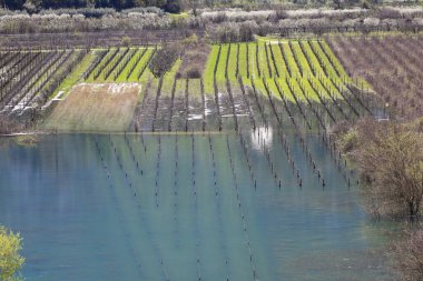 Nehir kıyısındaki üzüm bağları.