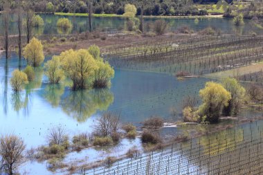 Arka planda bir ağaç olan güzel bir göl görüntüsü.