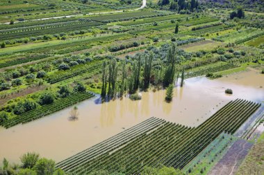 Su basmış suyu yeşil bir tarla ve yazın ağaçlarla gösteren hava aracı görüntüsü