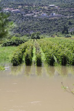 Nehir ağaçların arasından akar.