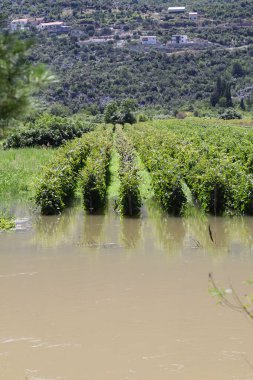 Bahçedeki yeşil üzümler