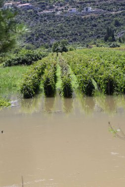 Güzel göl manzarası