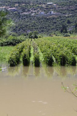 Akdeniz 'deki Gozo Adası..