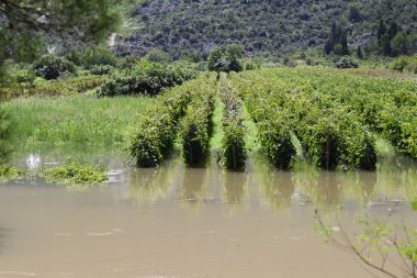 Kırsalda üzüm bağları, üzüm bağları, güzel botanik resimleri, doğal duvar kağıtları, dağlardaki nehir manzarası, ormanın ortasındaki bir nehrin dikey görüntüsü, nehir ve mavi ile güzel bir manzara. 