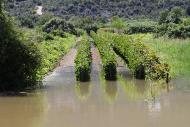 Kırsalda üzüm bağları, üzüm bağları, güzel botanik resimleri, doğal duvar kağıtları, dağlardaki nehir manzarası, ormanın ortasındaki bir nehrin dikey görüntüsü, nehir ve mavi ile güzel bir manzara. 