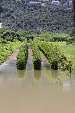 Kırsalda üzüm bağları, üzüm bağları, güzel botanik resimleri, doğal duvar kağıtları, dağlardaki nehir manzarası, ormanın ortasındaki bir nehrin dikey görüntüsü, nehir ve mavi ile güzel bir manzara. 