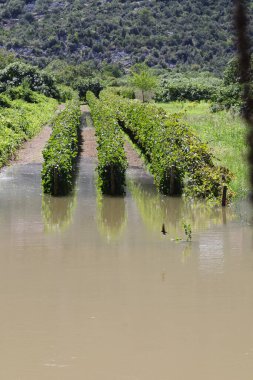 Parktaki güzel doğal manzara.