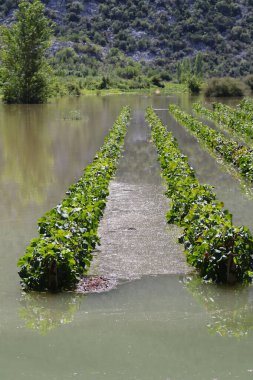 Bahçedeki yeşil bitkiler