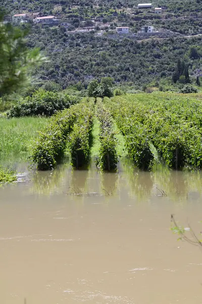 İsrail 'de Akdeniz' de bir üzüm bağındaki yeşil ağaçlar ve bitkiler