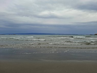 a pile of dry dead sea in a beach on a sunny day.