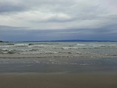 a pile of dry dead sea in a beach on a sunny day.