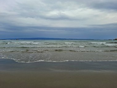 a pile of dry dead sea in a beach on a sunny day.