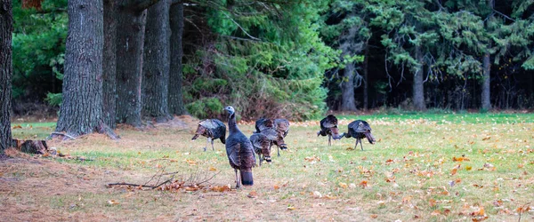 Flock Meleagris Gallopavo Wild Turkeys Eating Wisconsin Field Panorama — Stock Photo, Image