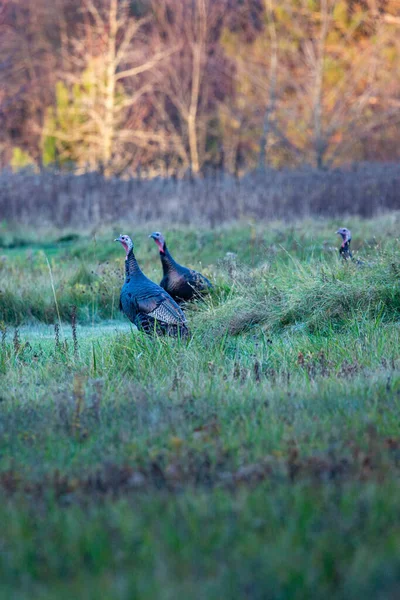Wild Turkeys Meleagris Gallopavo Wisconsin Field Vertical — Stock Photo, Image