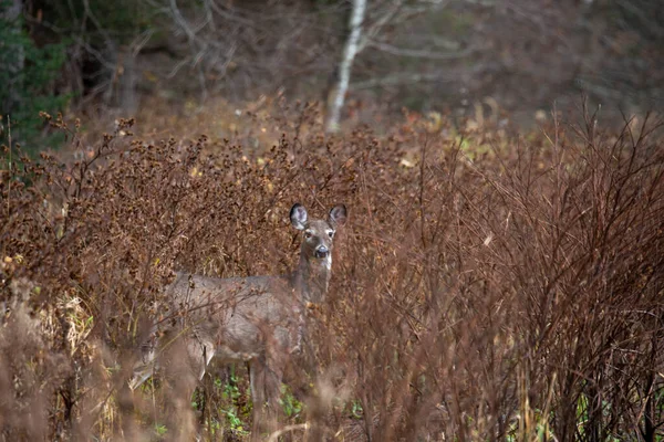 Stock image White-tailed deer (odocoileus virginianus) camouflaged with brush in a Wisconsin forest, horizontal