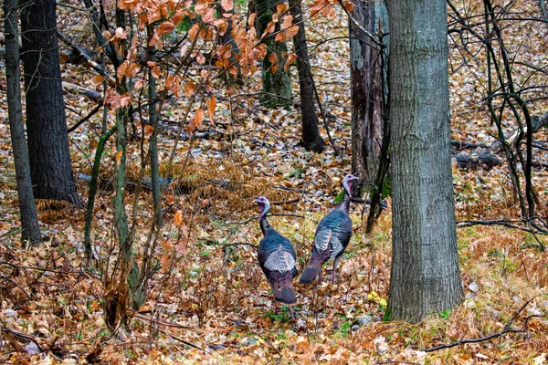 Two Meleagris Gallopavo Wild Turkeys Wisconsin Forest Horizontal — Stock Photo, Image