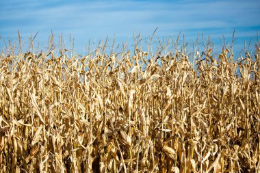 Wisconsin mısır tarlası fotokopi alanı ile hasat için hazır, yatay