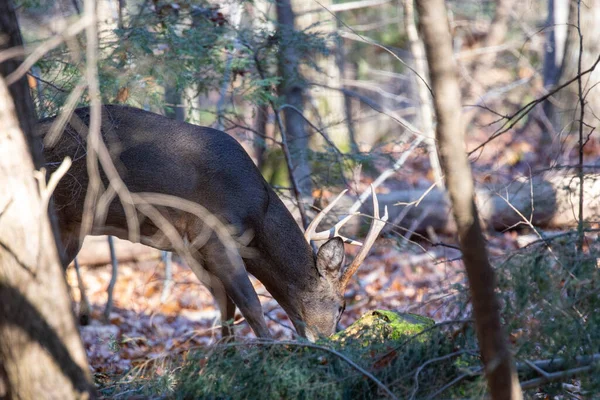 stock image White-tailed deer buck (odocoileus virginianus) on the scent of a doe during the rut, horizontal