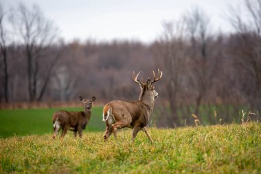 Beyaz kuyruklu geyik geyiği (odocoileus virginianus) Wisconsin 'deki monotonluk sırasında geyik kovalarken, yatay olarak