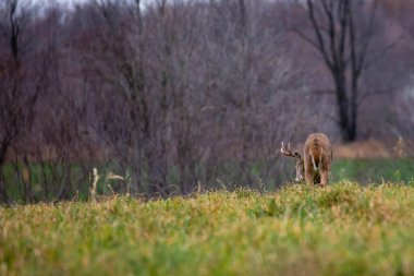 Beyaz kuyruklu geyik geyiği (odocoileus virginianus) Wisconsin 'deki monotonluk sırasında bir geyiğin kokusu üzerine yatay