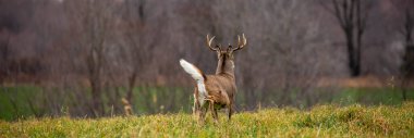 White-tailed deer buck (odocoileus virginianus) running away with tail up in Wisconsin, panorama clipart