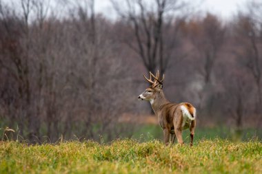 Beyaz kuyruklu geyik geyiği (odocoileus virginianus) Kasım ayında Wisconsin 'de yatay bir tarlada durur.