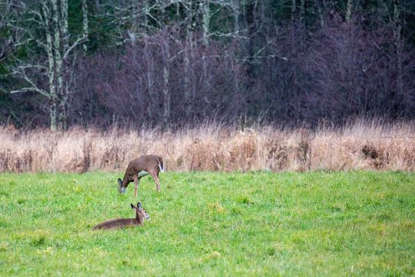 白尾鹿 Odocoileus Virginianus 在威斯康星州的一个田野里休息和进食 水平的 — 图库照片
