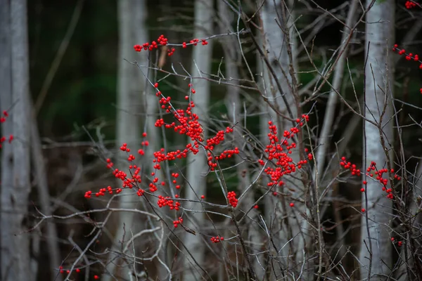 Winterberry Común Ilex Verticillata Bosque Wisconsin Noviembre Horizontal — Foto de Stock