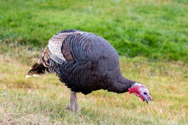 Yaban hindisi (Meleagris dörtnala) yiyecek arıyor, yatay olarak.