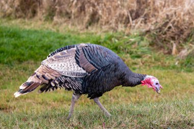 Yaban hindisi (Meleagris dörtnala) yiyecek arıyor, yatay olarak.