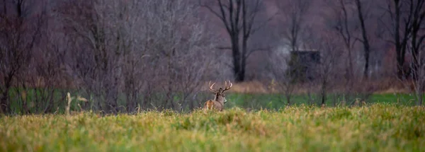 White-tailed deer buck (odocoileus virginianus) in a field walking towards a hunting blind, panorama