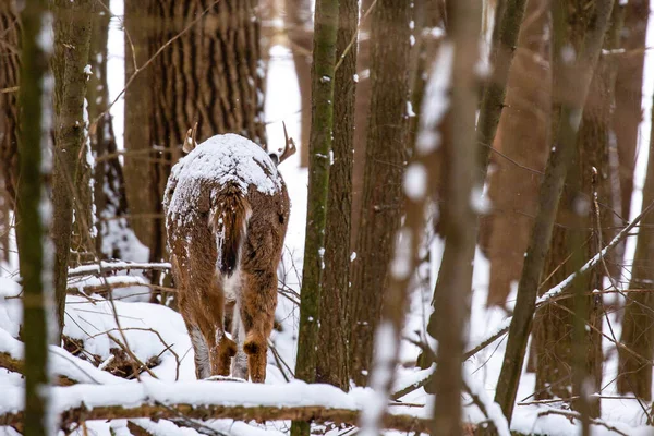 stock image White-tailed deer buck (odocoileus virginianus) covered with snow walking away in November, horizontal