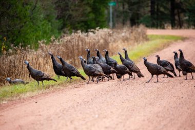 Wisconsin çakıl yolunda (Meleagris dörtnala) vahşi hindiler sürüsü, yatay