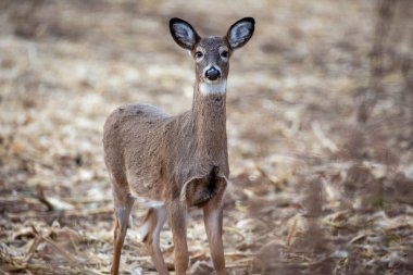 Beyaz kuyruklu geyik (odocoileus virginianus) Wisconsin 'de bulunan bir mısır tarlasında dikiliyordu.